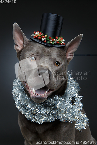 Image of beautiful thai ridgeback dog in high hat