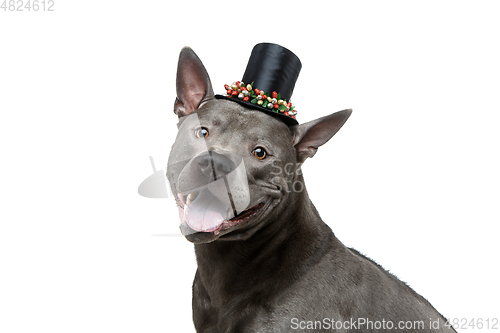 Image of beautiful thai ridgeback dog in high hat