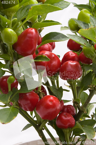 Image of Chilli Plant