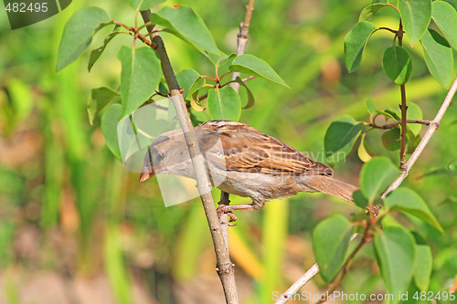 Image of Sparrow