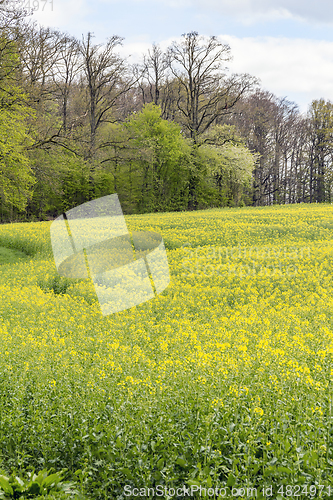 Image of field of rapeseed at spring time