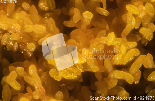 Image of abstract pollen detail