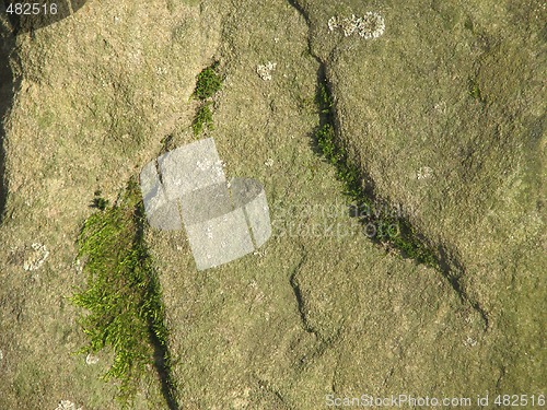 Image of lichen mossy stone 