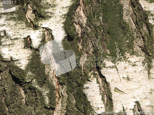 Image of mossy birch bark 