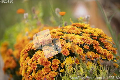 Image of Flower Meadow