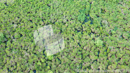 Image of Springtime wetland in fresh green meadow