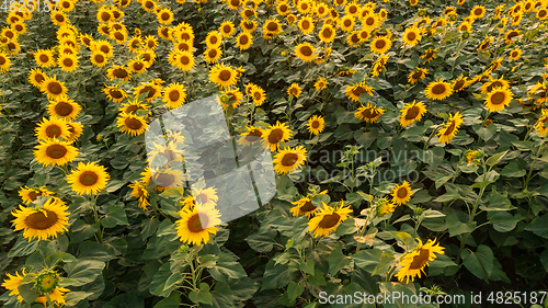 Image of Sunflower field in summertime sunset light