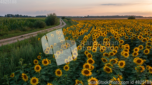 Image of Sunflower field next to ground road