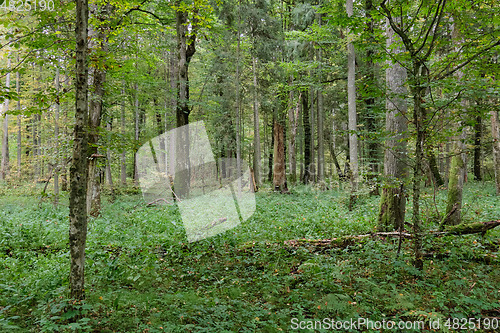 Image of Autumnal deciduous tree stand with hornbeams and oaks