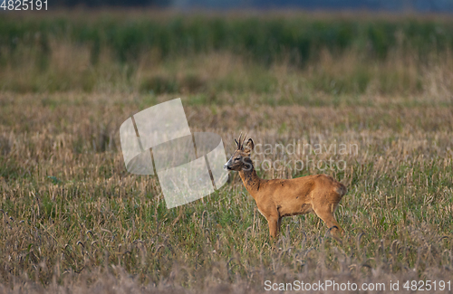 Image of Roe Deer(Capreolus capreolus) male looking forward