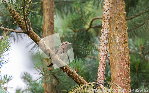 Image of Eurasian Wryneck (Jynx torquilla) on branch