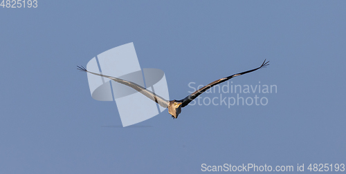 Image of Grey Heron in fly against blue background