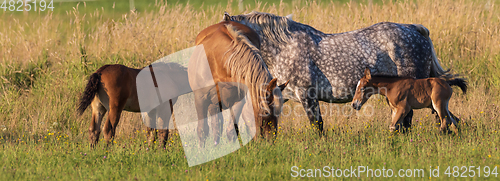 Image of Horses grazing in pasture