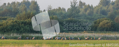 Image of Common Crane(Grus grus) gathering