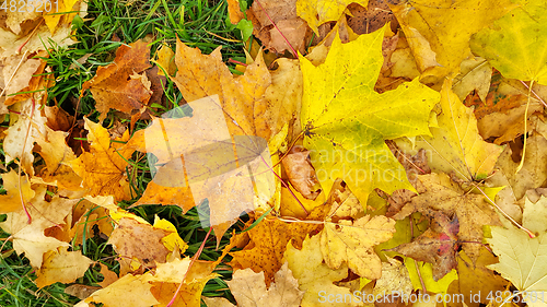 Image of Autumn background from fallen leaves of maple and green grass