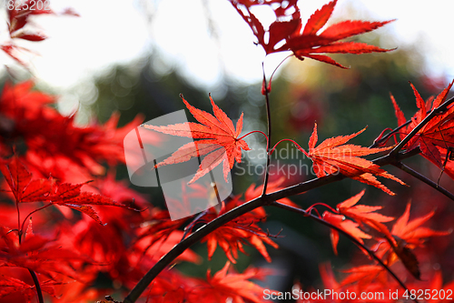 Image of Bright red Japanese maple or Acer palmatum leaves on the autumn 