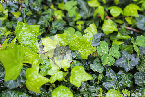 Image of Close-up of wet plants with water drops, natural bright green ba