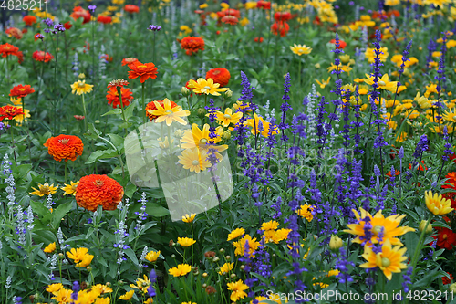 Image of Summer background with beautiful colorful flowers 