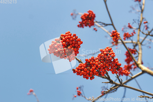 Image of Branches of mountain ash (rowan) with bright red berries 