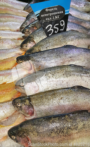 Image of Fresh trout fish for sale in market