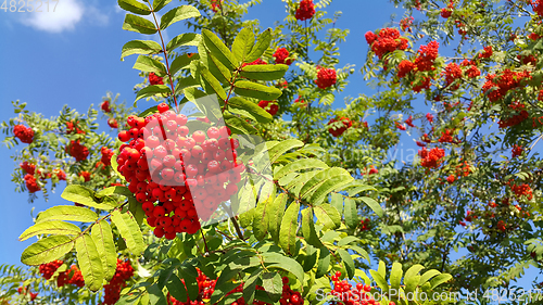 Image of Branches of mountain ash with bright berries on blue sky