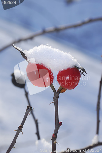 Image of Rose-hip