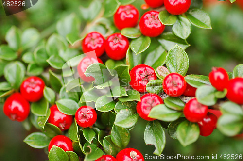 Image of Red berries