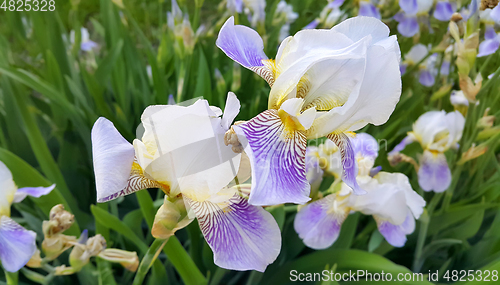 Image of Beautiful iris flowers 