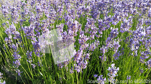 Image of Beautiful blooming lavender in summer