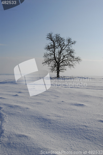 Image of Winter