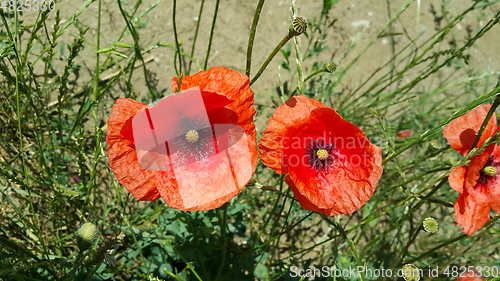 Image of Bright red beautiful poppies