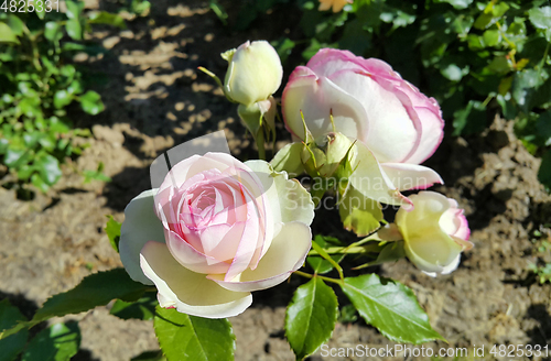 Image of Beautiful delicate rose