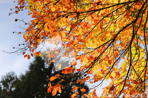 Image of Bright autumn branches glowing in sunlight