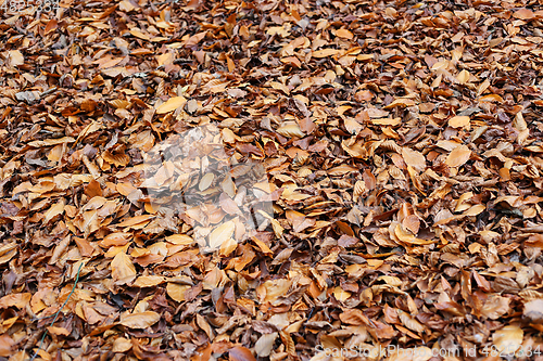 Image of Natural autumnal background with fallen dried leaves