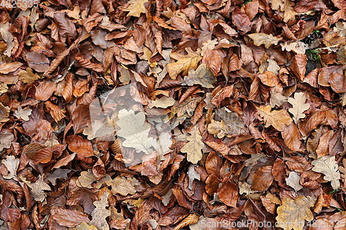 Image of Autumnal background with brown fallen leaves