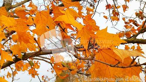 Image of Branches of autumn maple tree with bright orange leaves