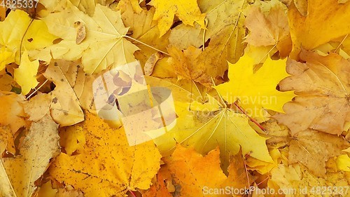 Image of Yellow autumn background from fallen foliage of maple