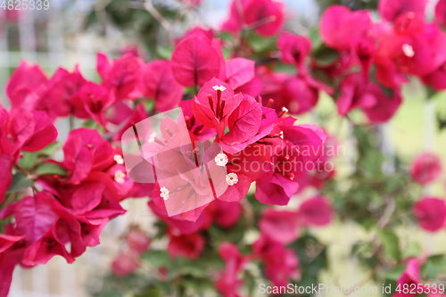 Image of Beautiful bright bougainvillea flowers