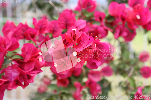 Image of Beautiful bright bougainvillea flowers