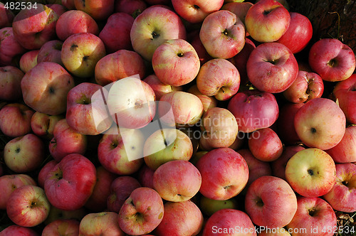 Image of Apples