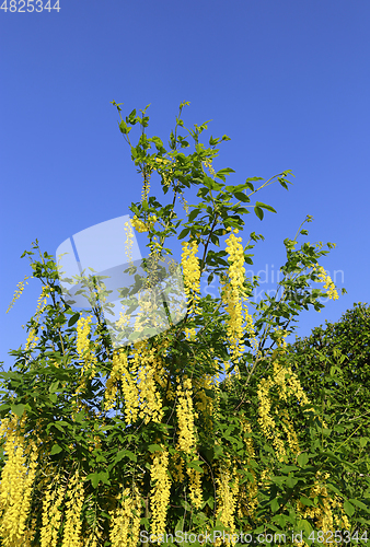Image of Beautiful bright yellow flowers of wisteria