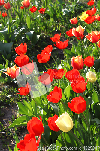 Image of Beautiful bright tulips on a sunny day