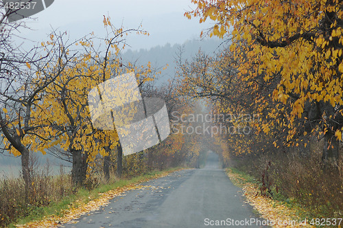 Image of Autumnal road