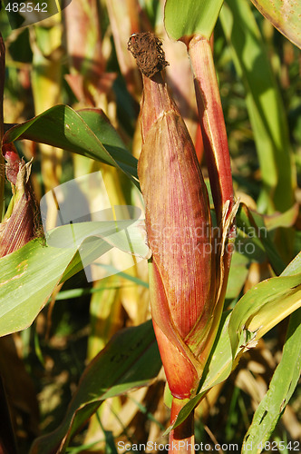 Image of Corn