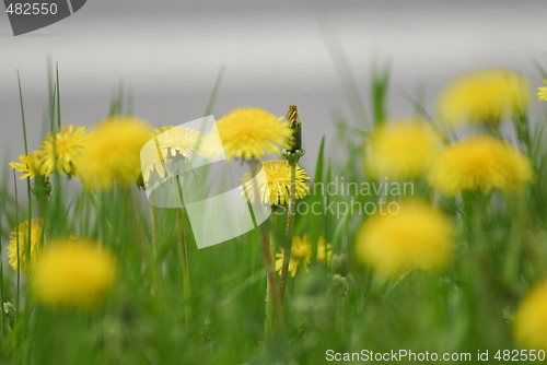 Image of Dandelions