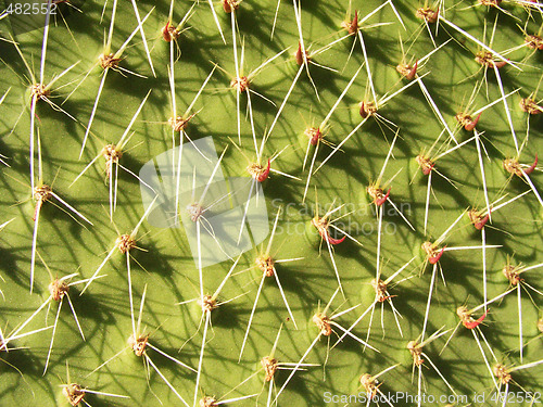 Image of Cactus