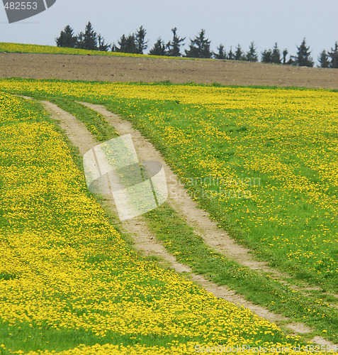 Image of Meadow