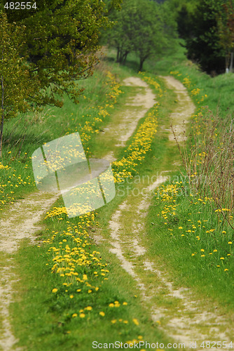 Image of Meadow