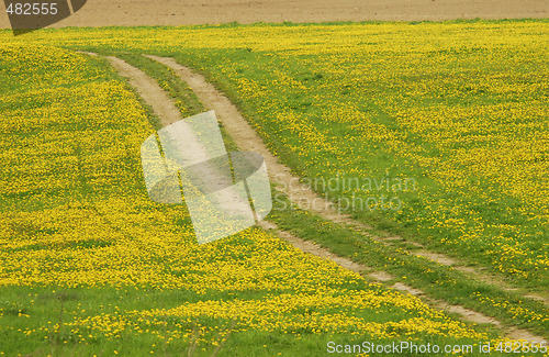 Image of Meadow