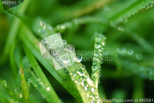 Image of Grass